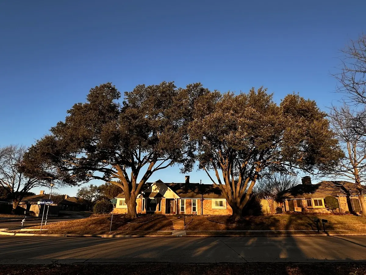 Established residential canopy tree shading a home in Old Hickory